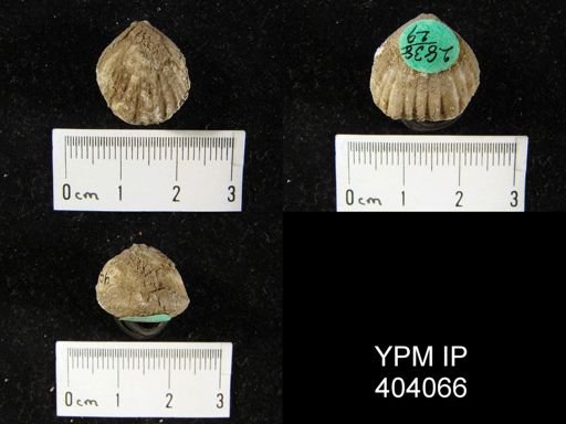 Uncinulus nucleolatus