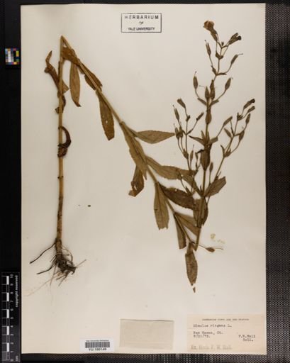 Plantae