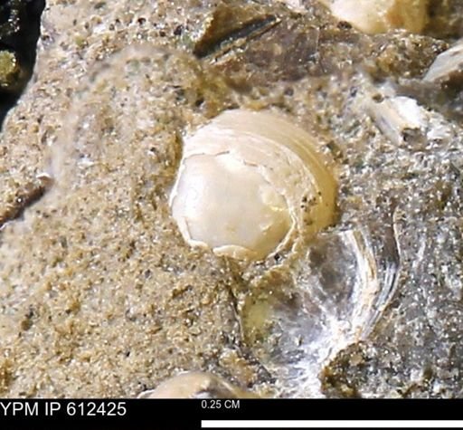 Protocardia subquadrata