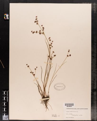 Juncus articulatus