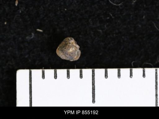 Protocardia subquadrata