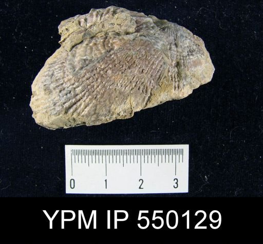 Productus inflatus coloradoensis