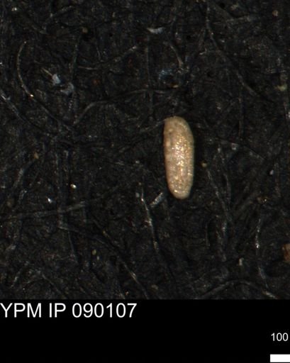 Miliammina ischnia