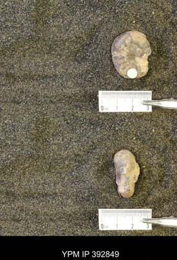Scaphites sp.