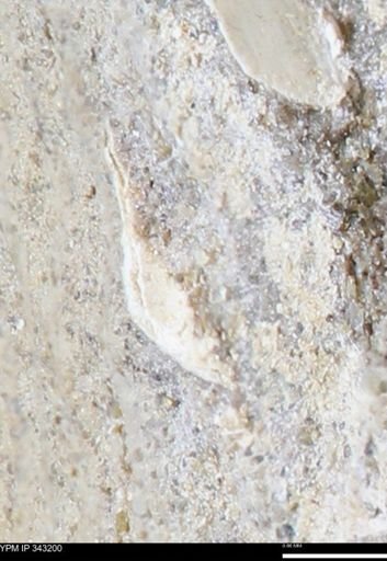 undet. Bivalvia