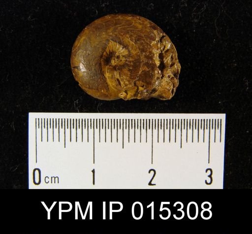 Prothallassoceras sp.