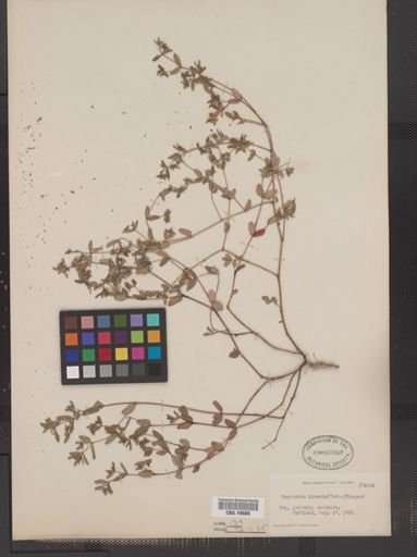 Euphorbia vermiculata