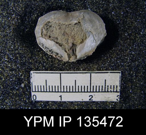 Athyris capillata