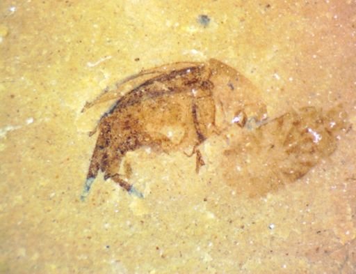 undet. Hemiptera