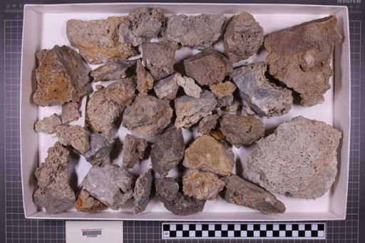 mixed taxa, stratigraphic collection