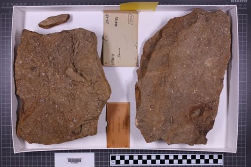 mixed taxa, stratigraphic collection