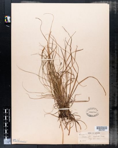 Carex pensylvanica