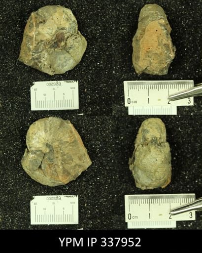 Scaphites whitfieldi