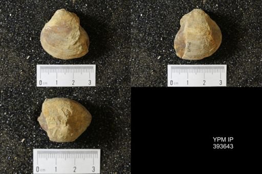 Corbicula?