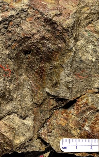 Drepanophycus sp.
