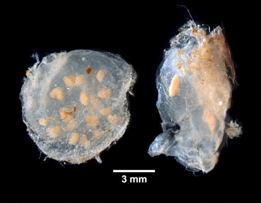 Distoma clarum