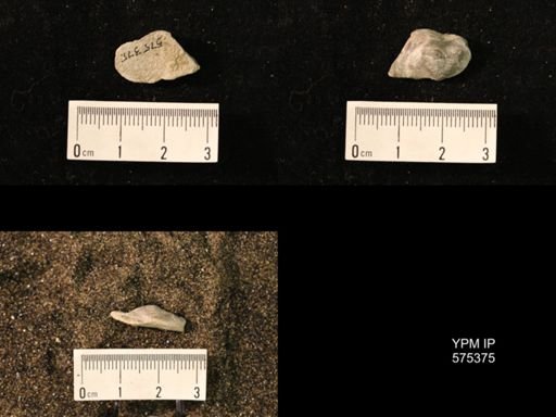 Marginifera sp.