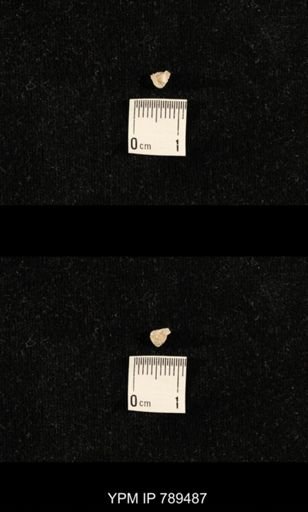 undet. Bryozoa