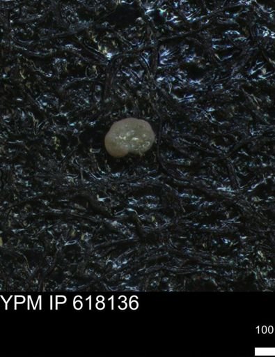undet. Foraminiferida