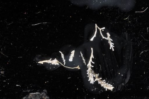 Bryozoa