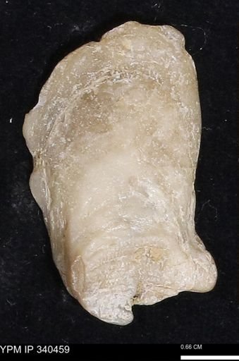 Ostrea glabra