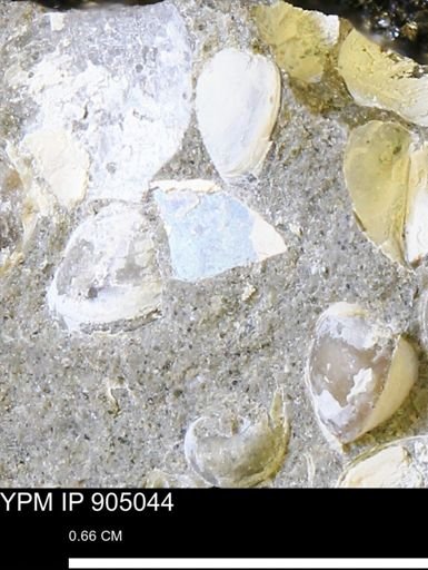 undet. Ammonoidea