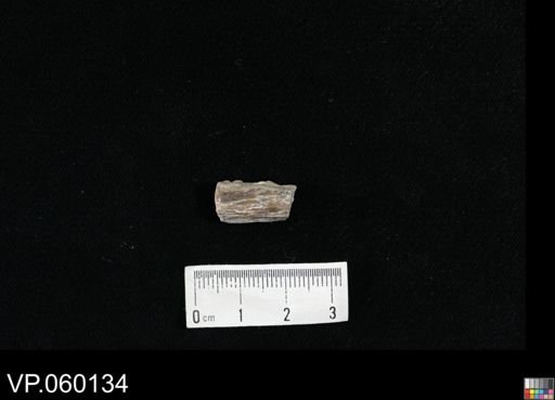Cimolichthys?