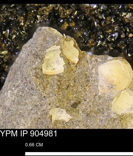 undet. Bivalvia