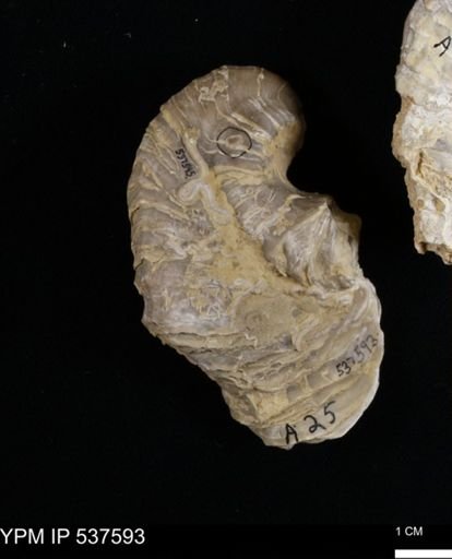 Gryphaea mucronata