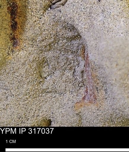 undet. Mollusca
