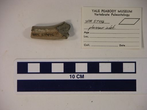 Pterodactylidae