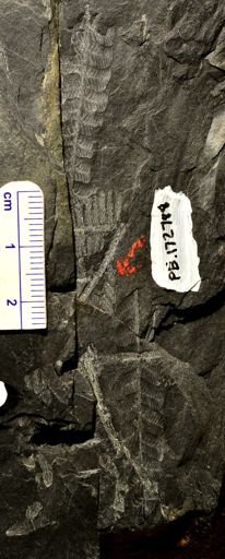 Pecopteris sp.