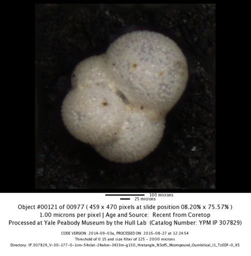 undet. Foraminiferida