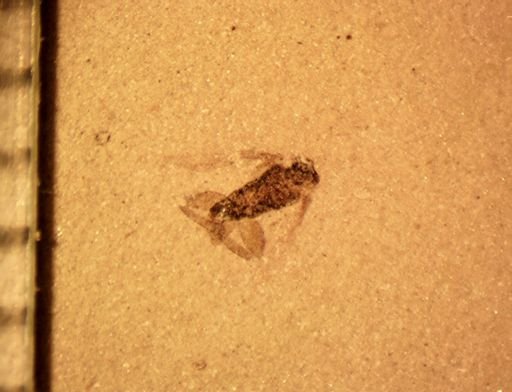 undet. Diptera