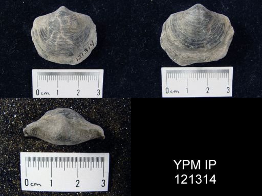 Athyris sp.