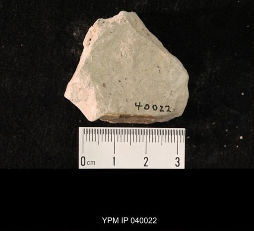 undet. Hexapoda