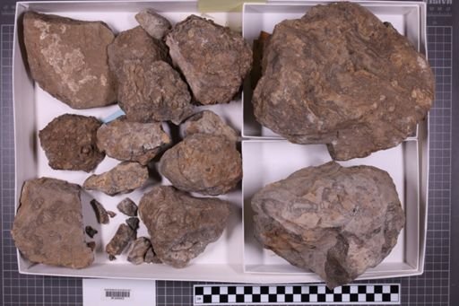 mixed taxa, stratigraphic collection