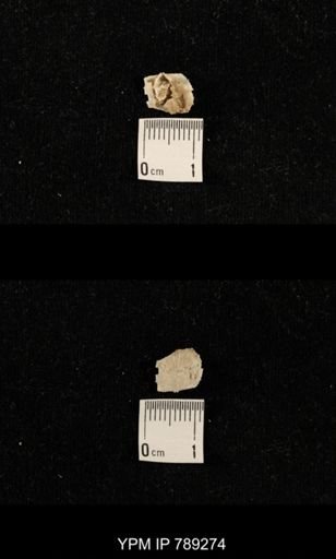 undet. Brachiopoda