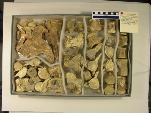 Edestosaurus rex
