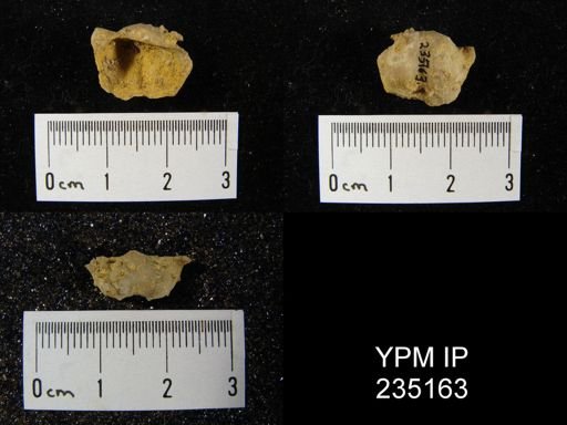 Marginifera hystricula