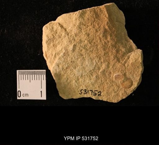 Orbiculoidea sp.
