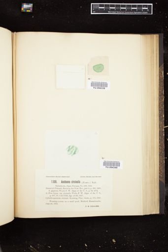 Anabaena circinalis