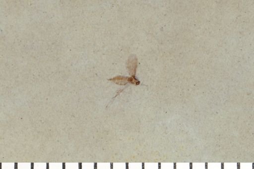 Diptera