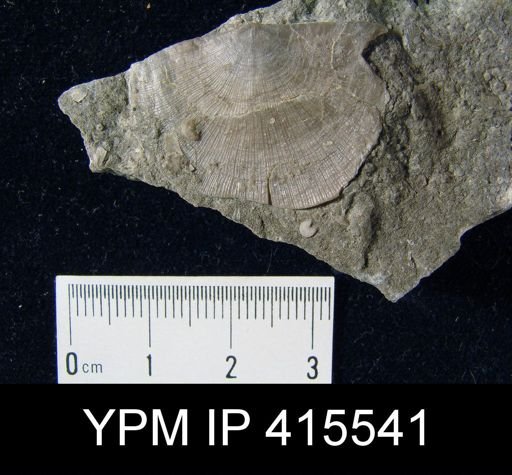 Strophomena hecuba