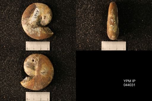 Hoploscaphites nicolletii