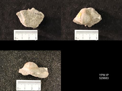 Eodevonaria hemisphericus