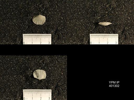 Plectorthis plicatella