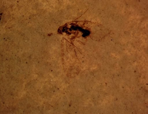 undet. Psocoptera