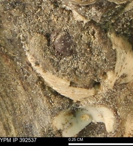 Protocardia subquadrata