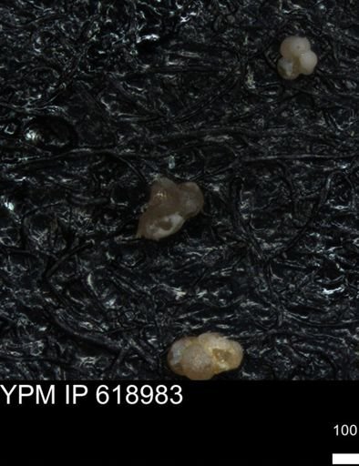 undet. Foraminiferida